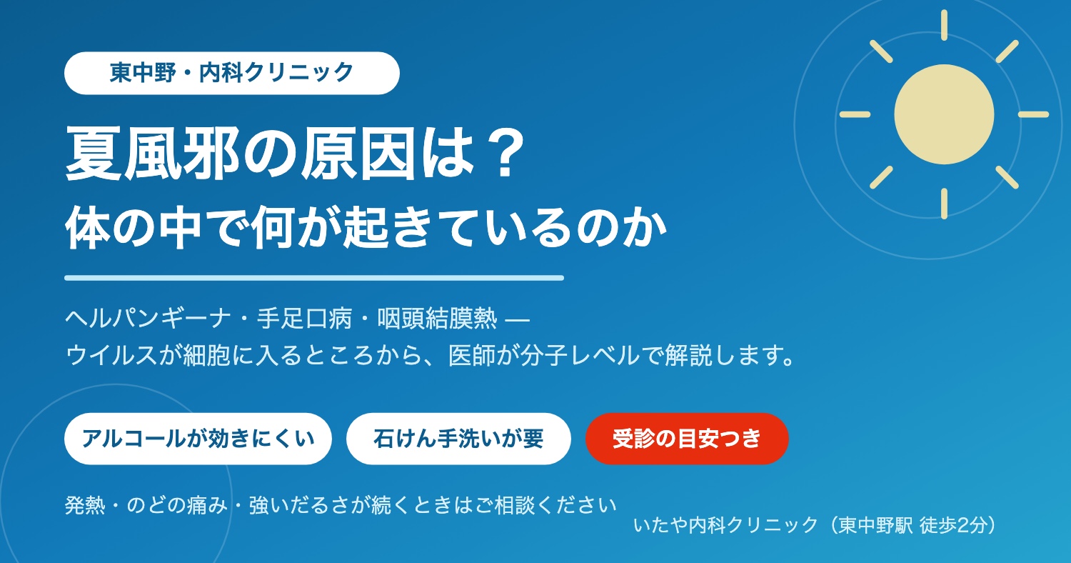東中野の内科クリニックが解説する夏風邪の原因と体の中で起きていること