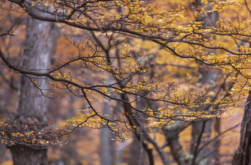 花粉症のイメージ