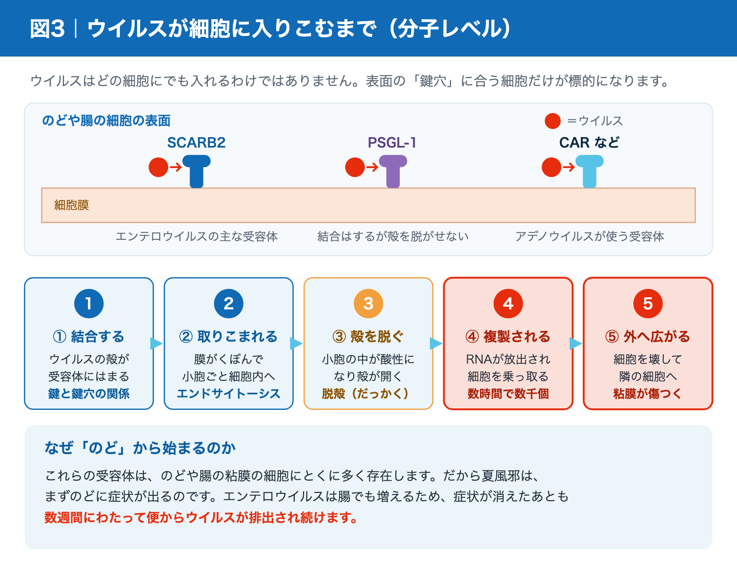 エンテロウイルスの受容体SCARB2とPSGL-1、細胞への侵入から複製までの流れ