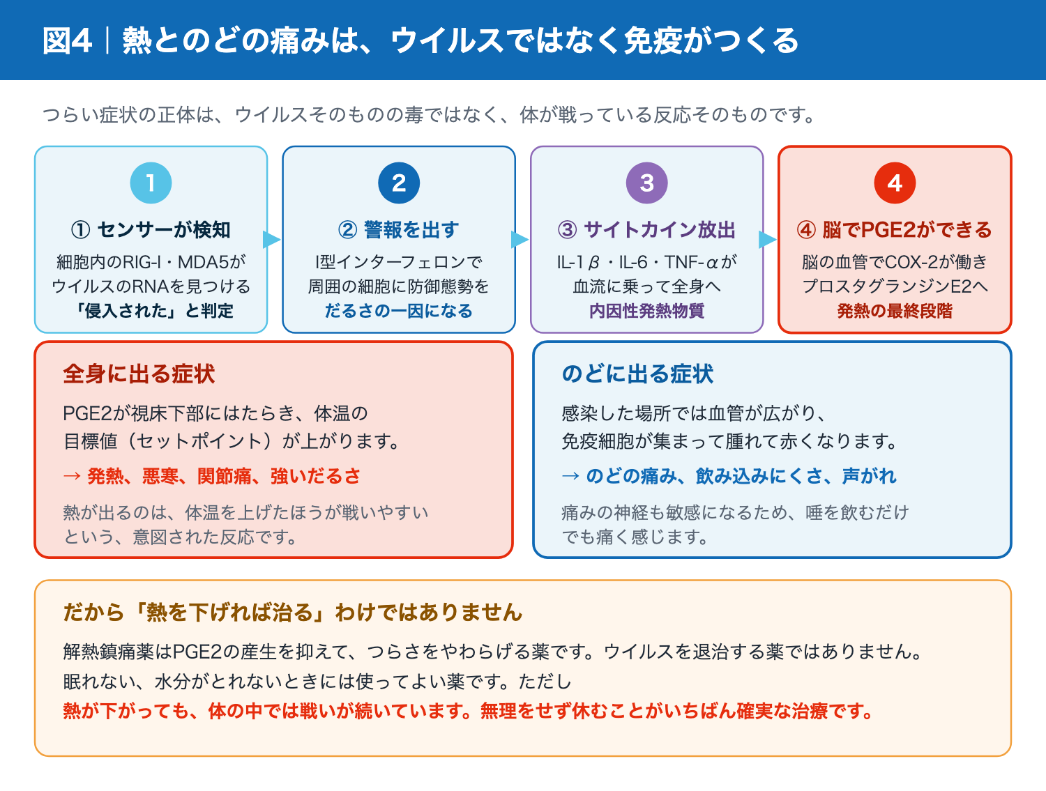 ウイルス感染から発熱とのどの痛みが生じるまでの免疫応答の流れ