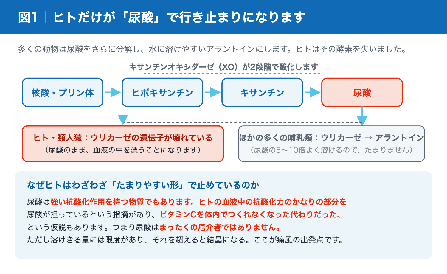 プリン体から尿酸ができるまでの代謝経路とウリカーゼの欠損
