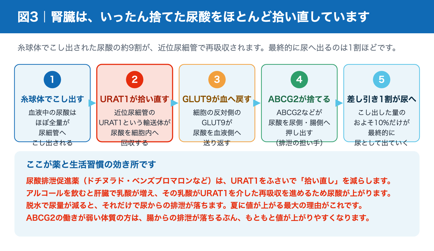 腎臓の近位尿細管における尿酸の再吸収と分泌