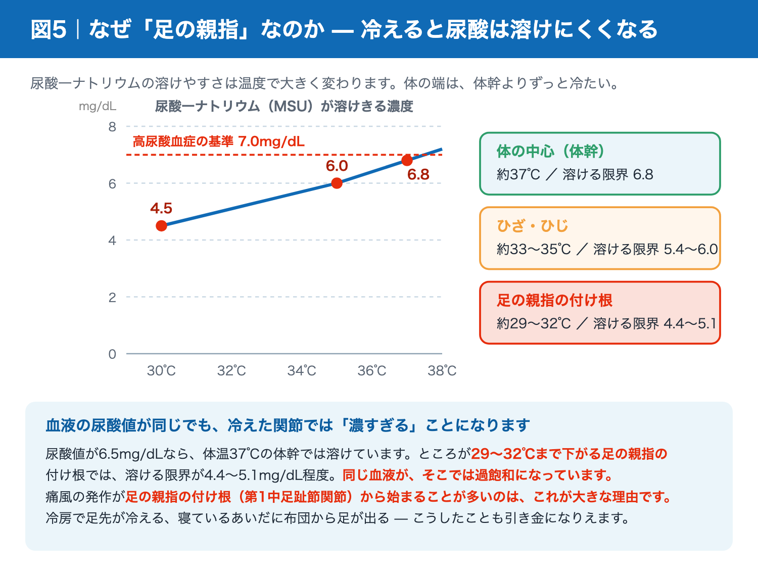 温度による尿酸一ナトリウムの溶解度の変化と体の部位の温度