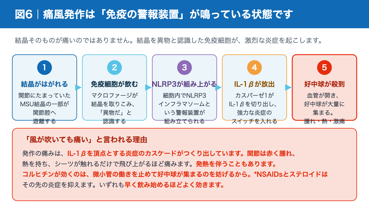痛風発作が起こる分子メカニズム NLRP3インフラマソームとIL-1β