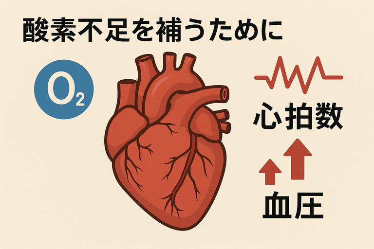 酸素不足を補い血圧が上昇