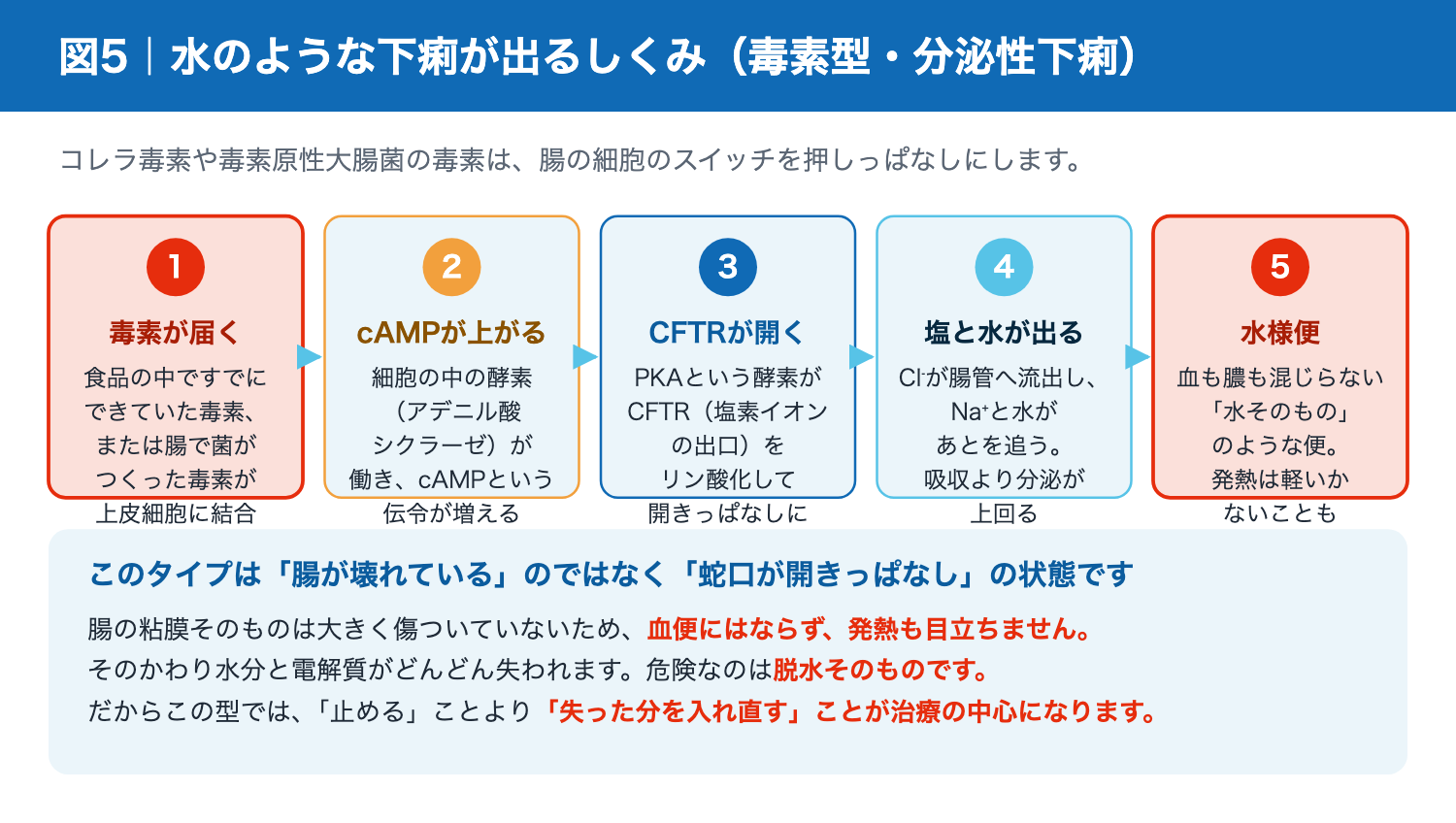 毒素型食中毒で水様性下痢が起こる分子メカニズム