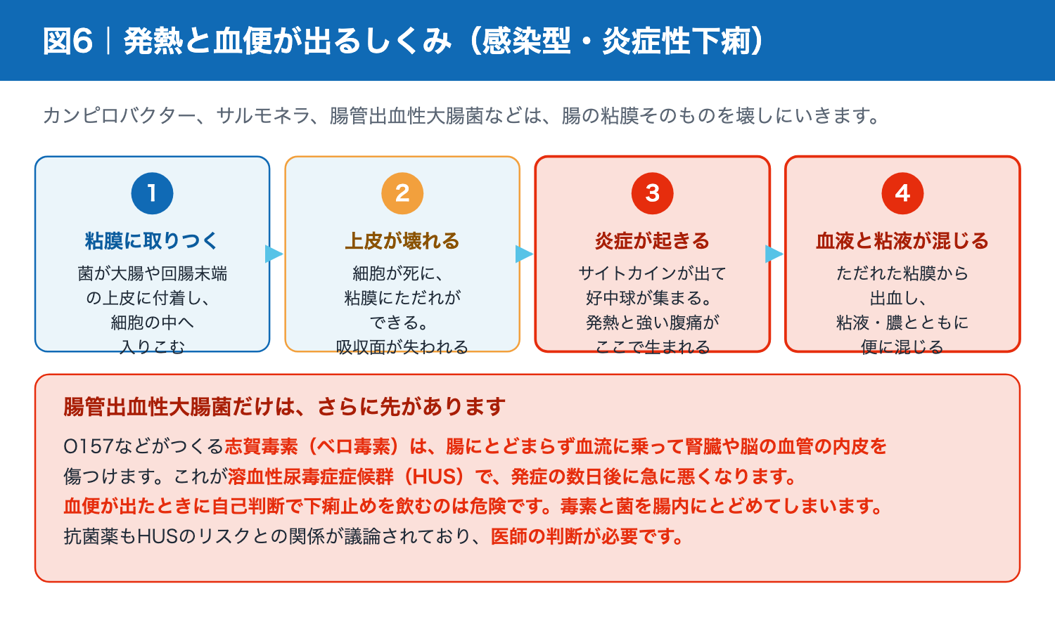 感染型食中毒で発熱と血便が起こるしくみ