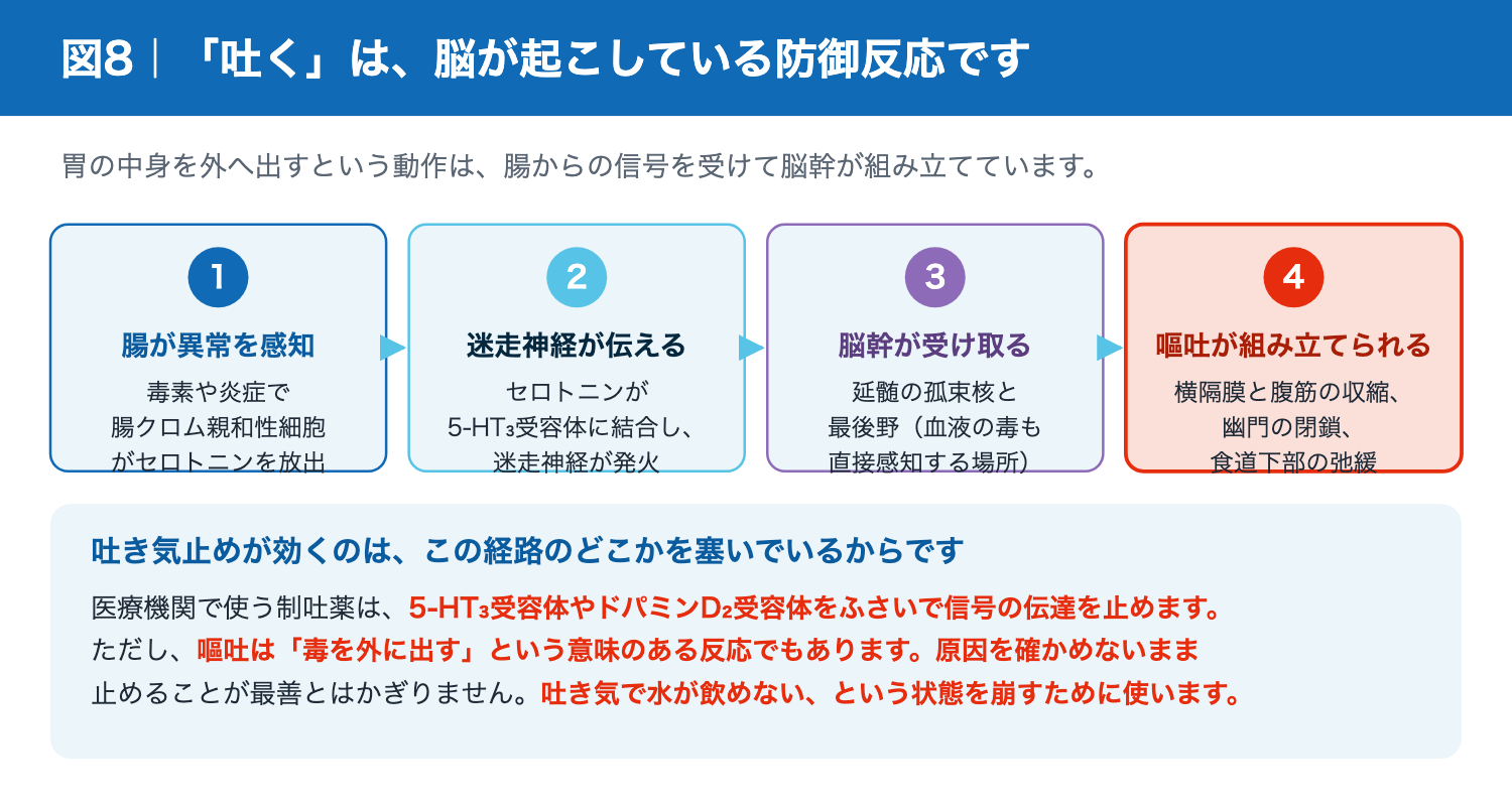 嘔吐が起こる神経経路 セロトニンから脳幹まで