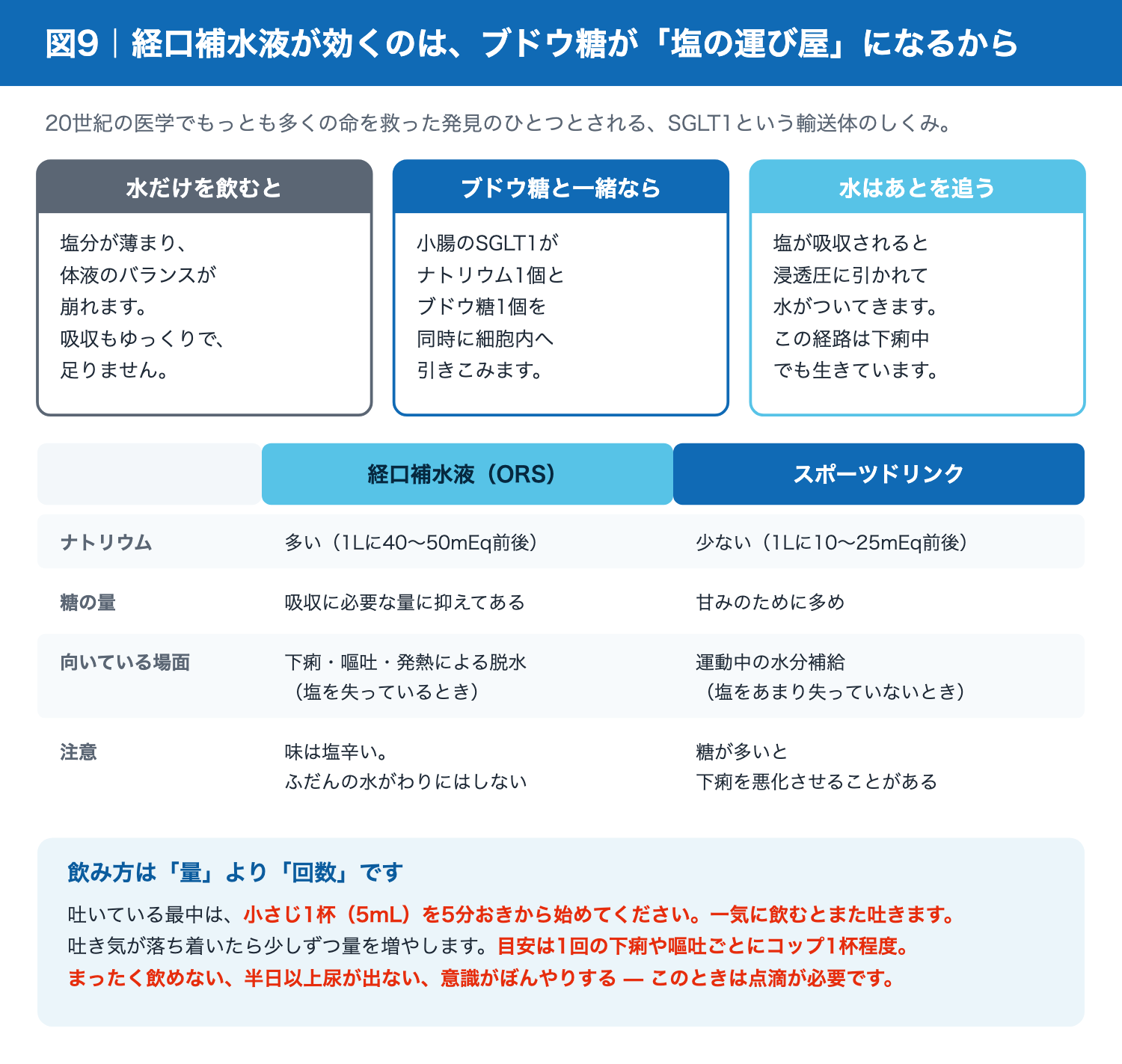 経口補水液がSGLT1を介して吸収されるしくみ