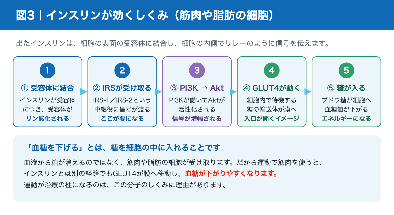 インスリン受容体からIRS-1、PI3K、Akt、GLUT4へと信号が伝わる流れ