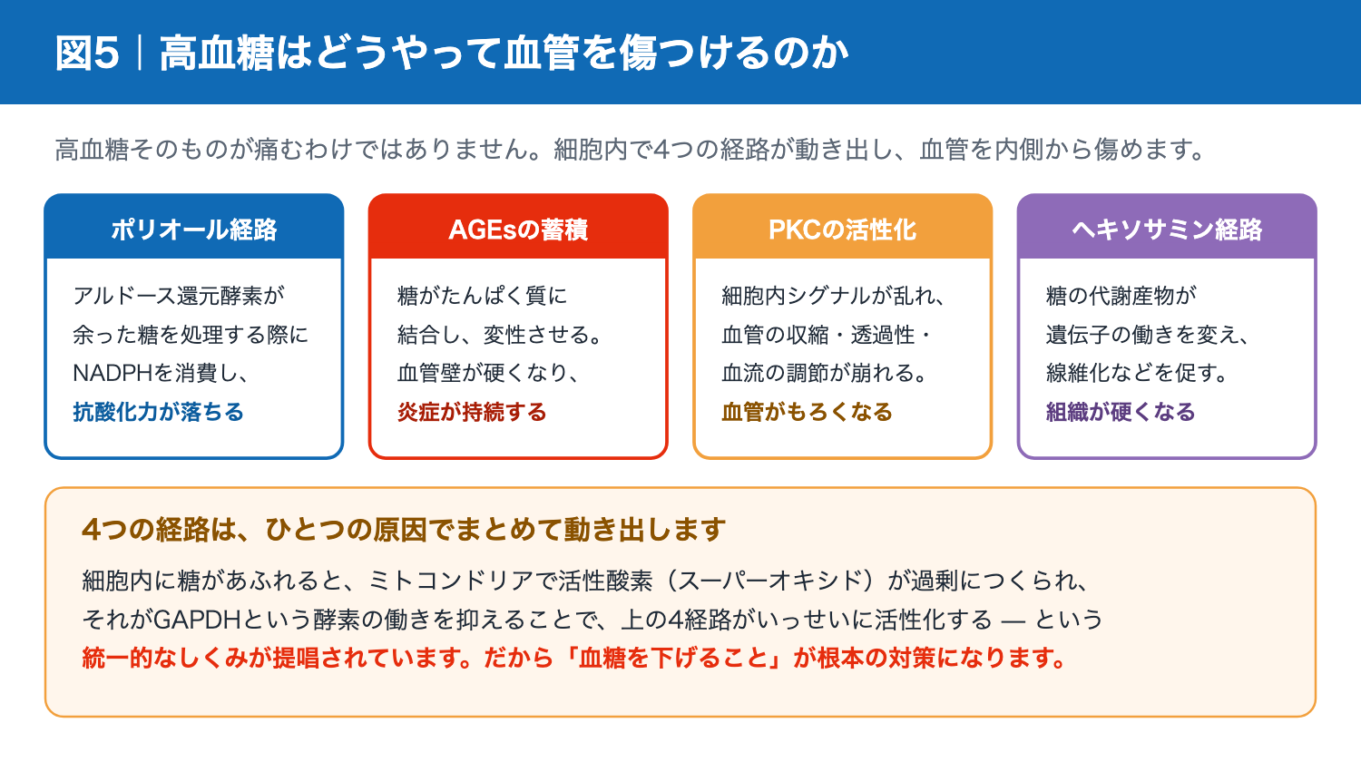 高血糖が血管を傷つける4つの経路(ポリオール・AGEs・PKC・ヘキソサミン)